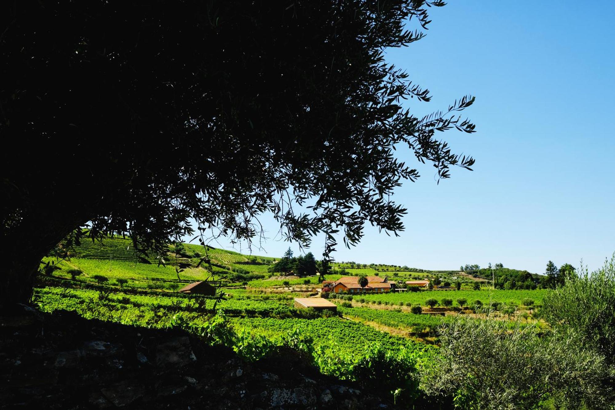 Quinta Do Monte Travesso - Country Houses & Winery Tabuaço Esterno foto